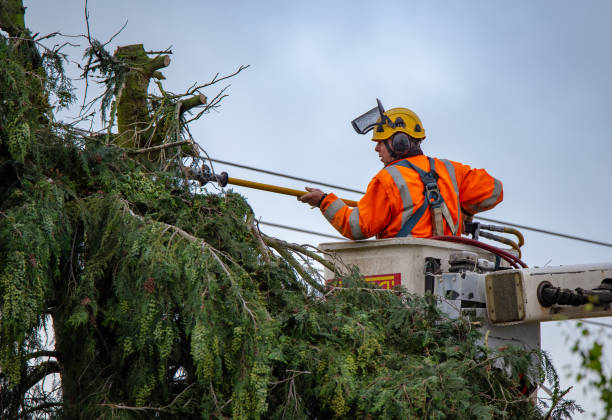 Best Root Management and Removal  in Alvarado, TX